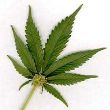 Bet On Marijuana Legalisation